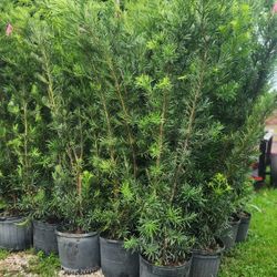 Spectacular Podocarpus Plants For Inmediate Privacy!! 6 Feet Tall!! Fertilized 