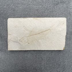 Unprepared Fossil Fish Ancient High Detail Green River Formation Wyoming Eocene