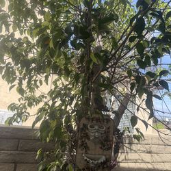 Ficus tree