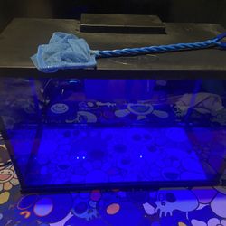 3 Gallon Glofish tank