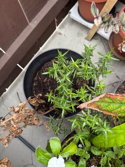 Plants