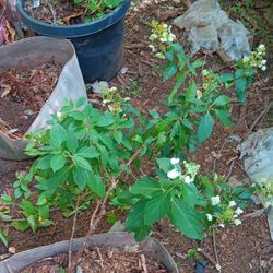 Hydrangea Flower