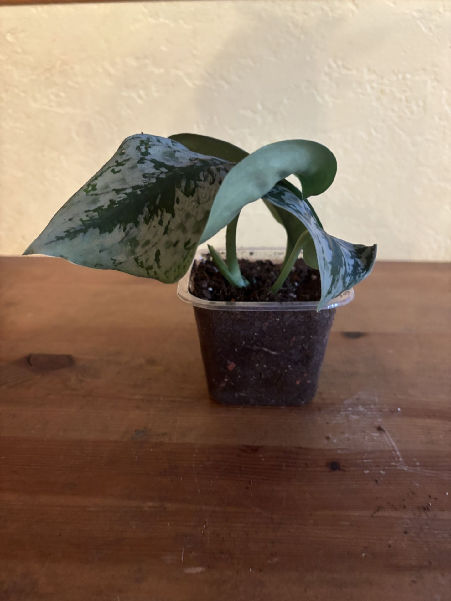 3+ leaf Satin Pothos/Scindapsus Pictus Rooted Cutting 