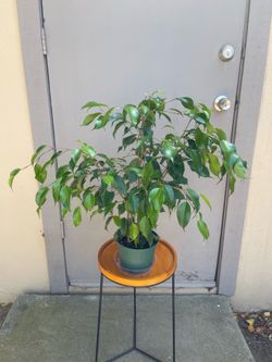 6” Ficus Benjamina House Plant 6” Pot