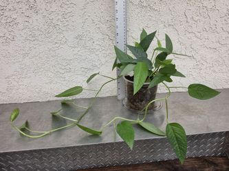 Cebu Blue Pothos Plant