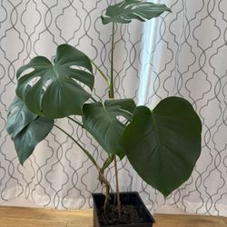 Large Monstera Plant
