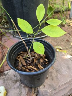 Cheramoya Fruit Tree 1 Ft Tall