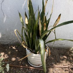 Snake Plant In  Need Of TLC