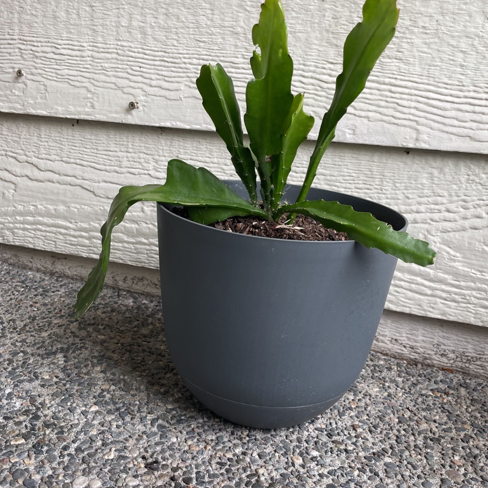 Cactus Orchids
