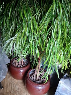 Bamboo trees