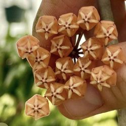 Hoya Sigilatis 