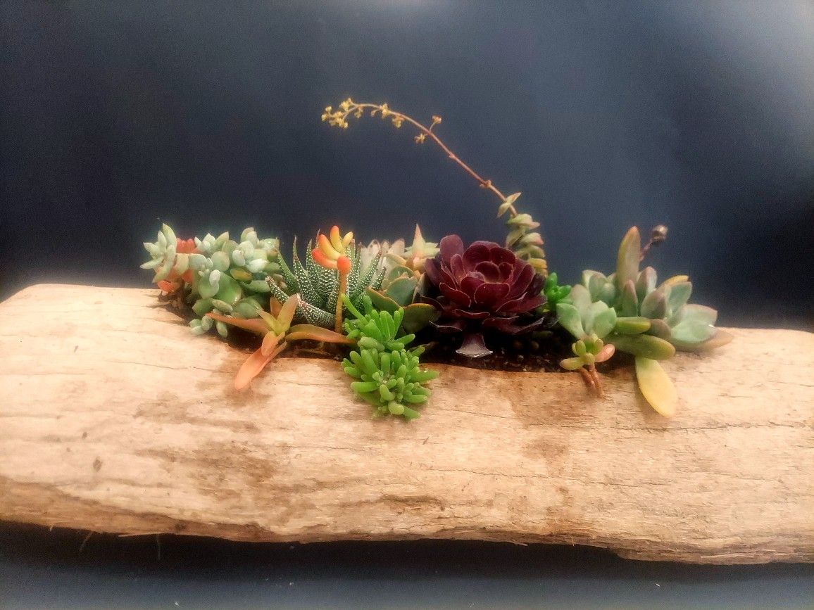 Driftwood Planter with Numerous Succulents