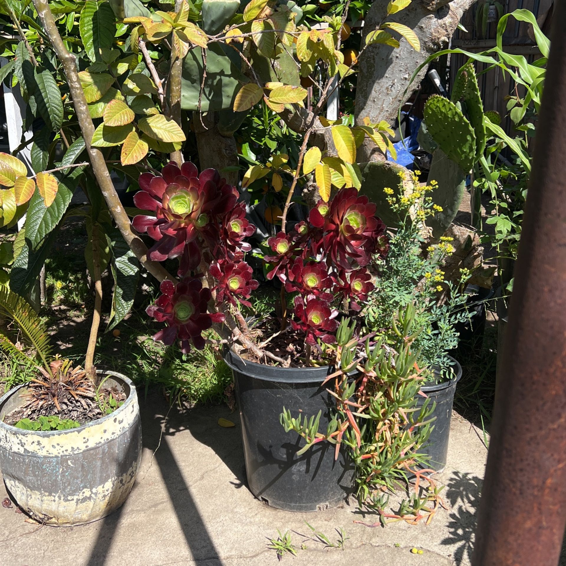 Plants For Sale 