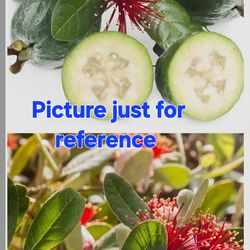 🌿Pineapple Guava Tree (Feijoa)🍍