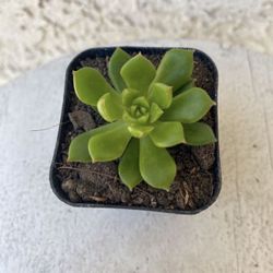 2 Inch Pot Succulent Plant - Sedeveria Rolly Letizia - Rooted & Established - Drought Resistant 🪴 Great Baby Shower Wedding Favors 