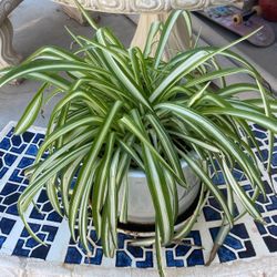 Pot And Plant 