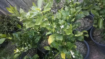 Seedless limon sin semiña