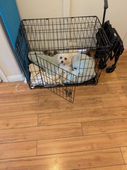 Puppy products