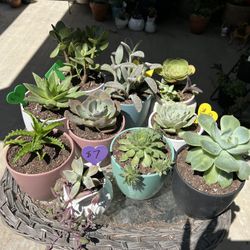 Potted Succulents 