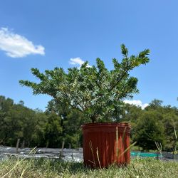 Dwarf Bottle Brush “little John”