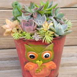 Succulents In Cute Owl Container