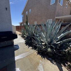 Free Agave Plants