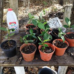 Loquat And Pepper Plants For Sale