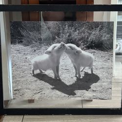 Artwork Picture Pigs 