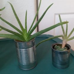 Aloe Vera Plants Each $5