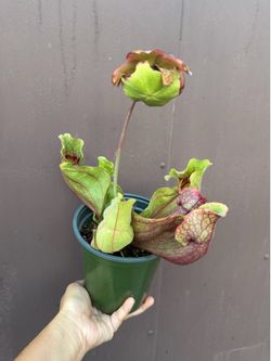 Blooming pitcher plant serracenia purpurea venosa in 6” pot