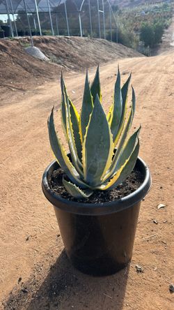 Agave Americana 15g