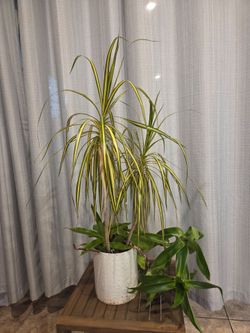 Dracaena Marginata Plant in White Pot