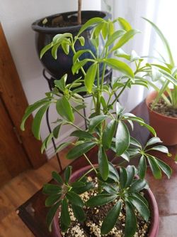Hawaiian Schefflera Plant - Great Indoors