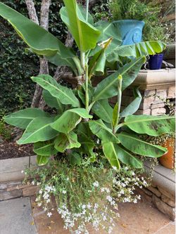 Banana tree