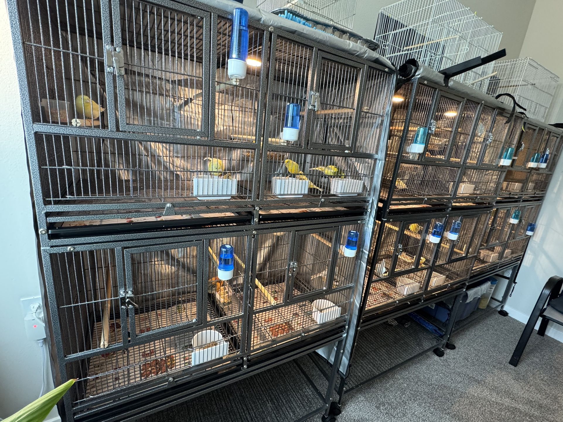 Cages (Birds)