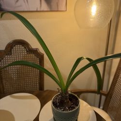 Waxed Amaryllis Flowering Plant - Planter Included 