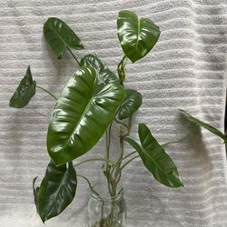 Fully rooted Burle Marx