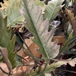 Reverted Variegated Caramel Marble/pluto (pls Read Description Below)