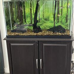 Fish & Tank & Accessories 