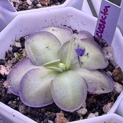 Pinguicula Butterworts Cyclosecta 