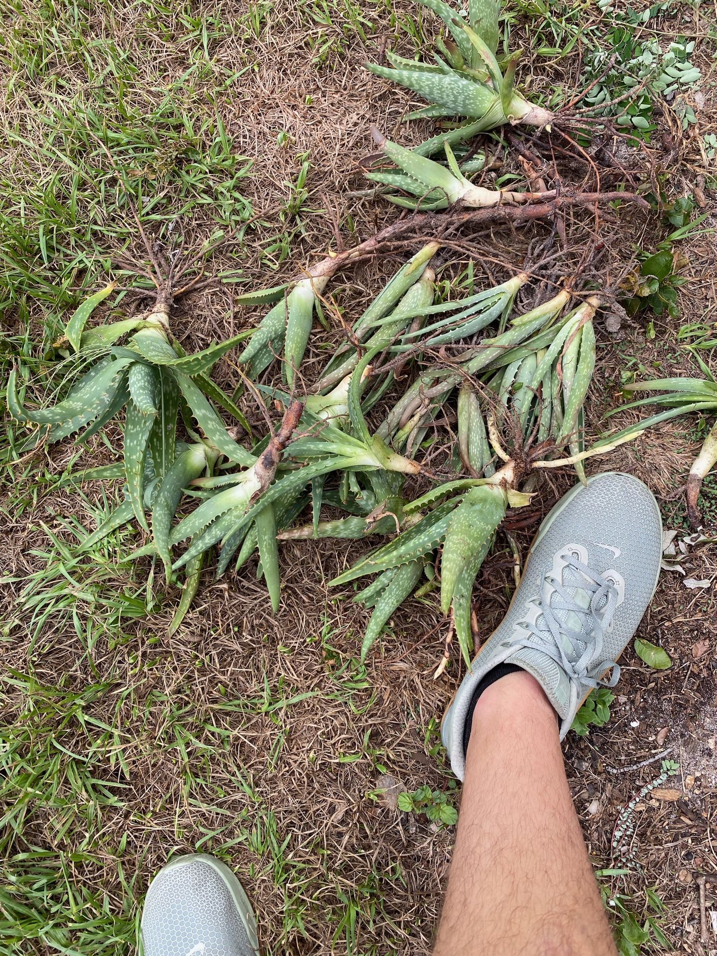 50 Aloe Plants Small to Medium