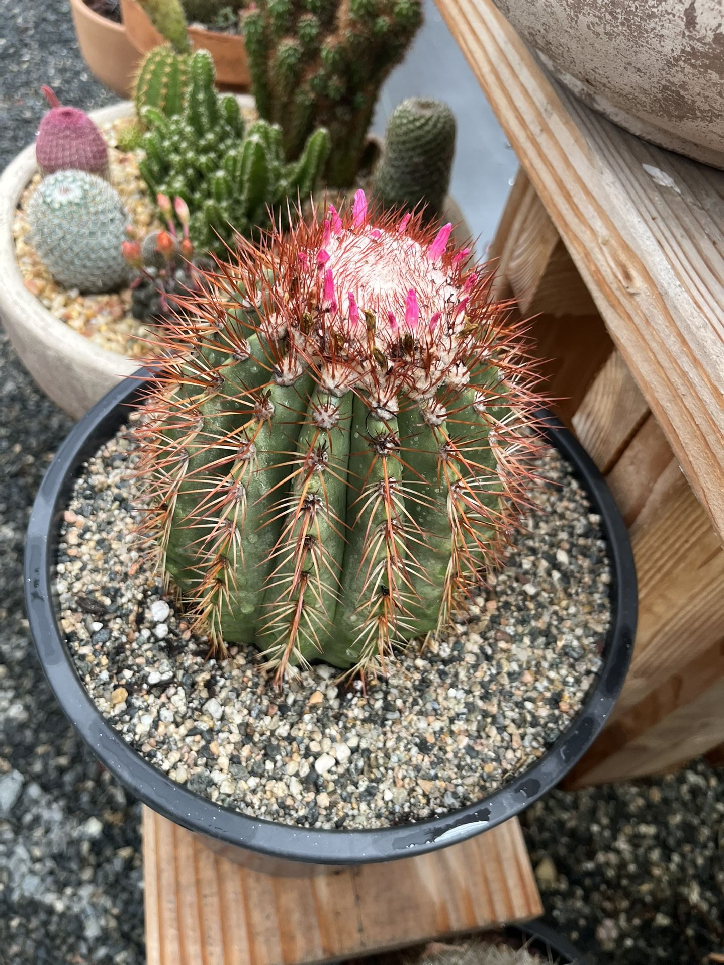 Melocactus In 3 Gallon Pot $50