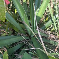 Agave Plant Fully Grown 