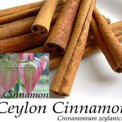 Cinnamon Trees 3gal  Arboles  De Canela En  3gal 