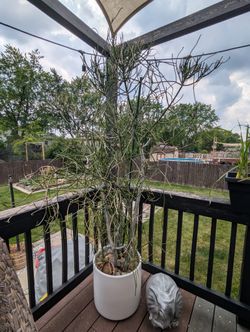 8' TALL PENCIL CACTUS (LIVE) ON SALE