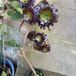 Aeonium Tree