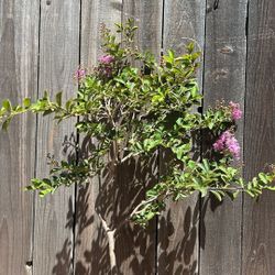 Crape Myrtle / Cremeros / Lagastromia