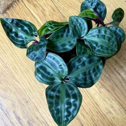 Rare Non-Toxic Seersucker Plant / Free Delivery Available 