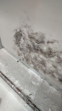 Free Mold Inspection 