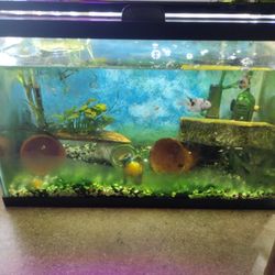 10 Gallon Aquarium 